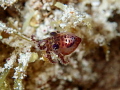   Octopus Macabuca  